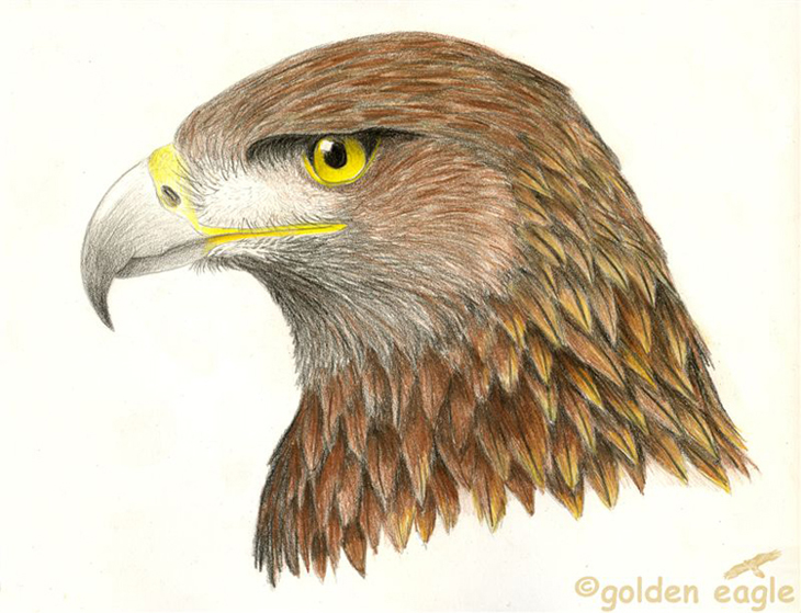 Aquila Reale